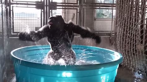 Gorilla Dancing in a Kiddie Pool | Know Your Meme