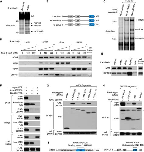 mTOR Inhibitor | Semantic Scholar