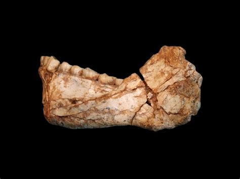 The Oldest Human Fossils Ever Discovered Have Stories to Tell - The New Yorker
