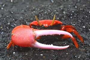 Fiddler Crabs