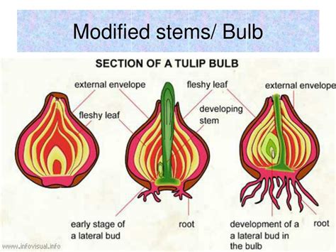 PPT - Stems, leaves, roots and photosynthesis PowerPoint Presentation ...