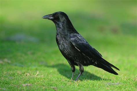 Carrion Crow Photograph by Colin Varndell/science Photo Library - Fine Art America