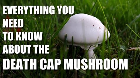 POISONOUS MUSHROOM | DEATH CAP MUSHROOM - YouTube