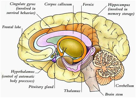 Human&Animal Anatomy and Physiology Diagrams: Human Brain Diagram