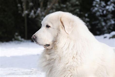 Great Pyrenees Dog Breed Information