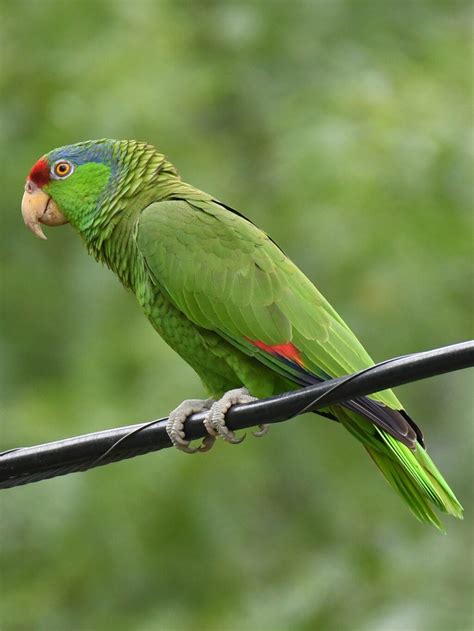 Researchers Show Red-Crowned Parrot Is Thriving In Urban Areas