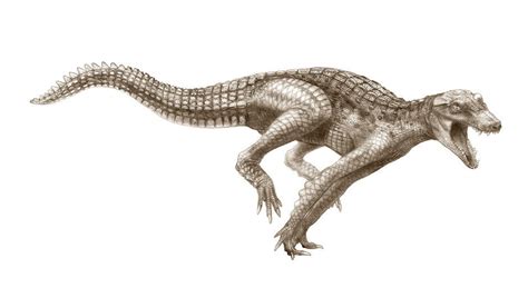 Araripesuchus wegeneri - Dinosaurs Photo (22266032) - Fanpop