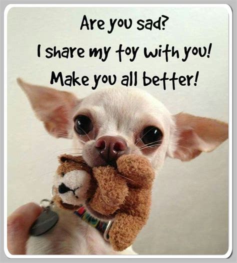 Dog Shaming! | Chihuahua puppies, Chihuahua love, Chihuahua dogs