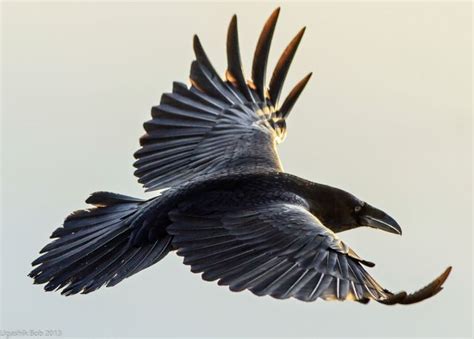 Raven in Flight - FM Forums