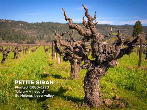 Why Old Vine Wines Are So Special - Wine Oceans