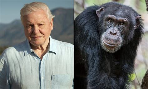 David the chimp from David Attenborough's Dynasties beaten to death | Daily Mail Online