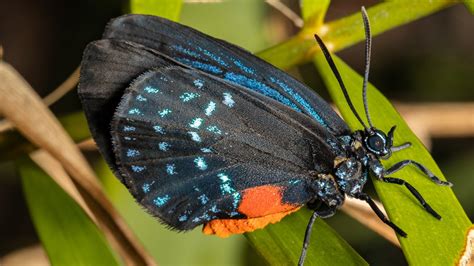 Rare butterfly rebounds in Florida after it was believed to be extinct ...