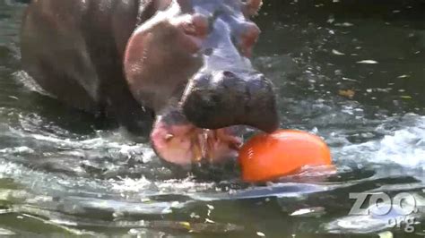 Hippos destroy Halloween pumpkins at Woodland Park Zoo in HD - YouTube