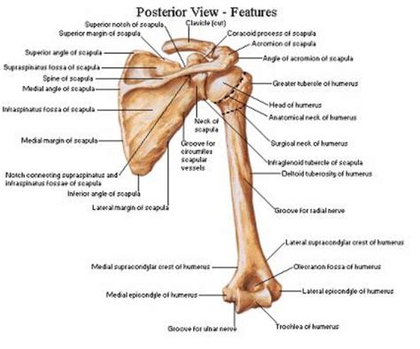 Shoulder Bone Anatomy Diagram : Clavicle And Scapula Quiz Anatomy / The ...