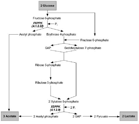 1: The fructose 6-phosphate or bifidus shunt as described by Scardovi... | Download Scientific ...