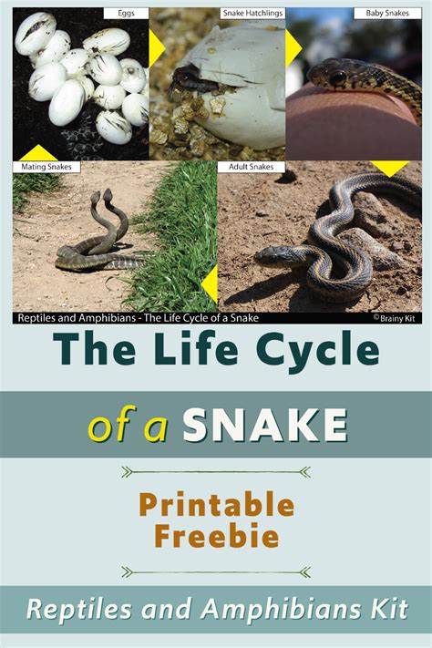 the life cycle of a snake