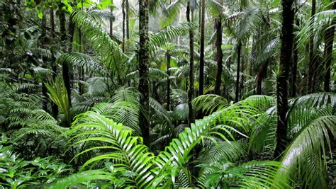 Rainforest Landscape Scene In Fungella National Park, Mackay ...