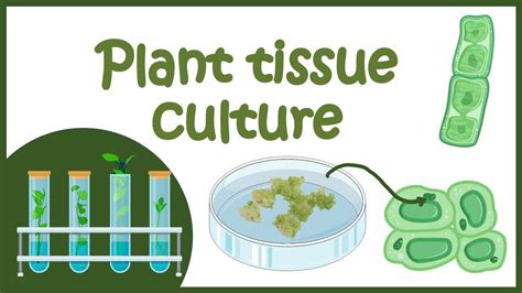 Plant tissue culture overview | - YouTube