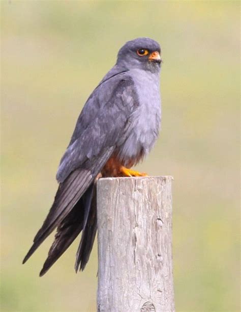 Red-footed Falcon (Falco vespertinus) | Pet birds, Bird species, Birds of prey