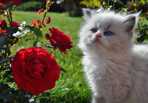 Fonds d'ecran Chat domestique Roses Duveteux Chatons Animaux Fleurs télécharger photo