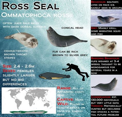 Ross Seal | Seal, Pup, Grey stripes