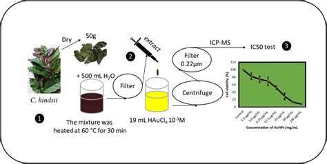 Gold nanoparticles from Celastrus hindsii and HAuCl4: Green synthesis ...