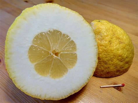 Citron - CooksInfo