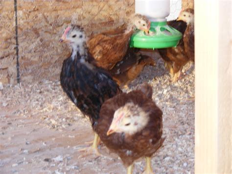 RIR? One guy looks different.... | BackYard Chickens - Learn How to Raise Chickens