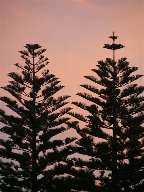 sunset over pine trees Free Photo Download | FreeImages