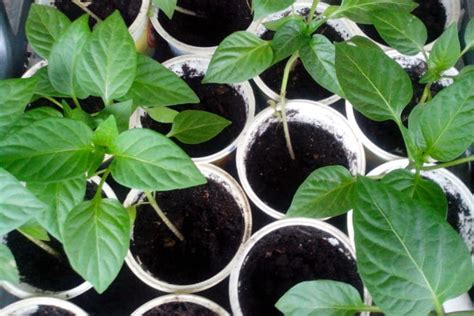 Pepper Seedlings » Tips To Start Them Right