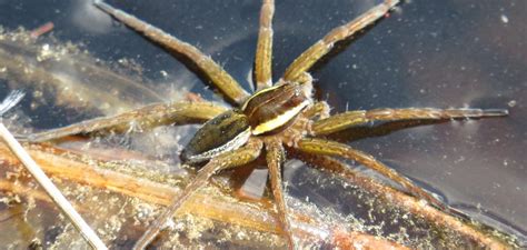 Raft Spiders – Lilies Water Gardens