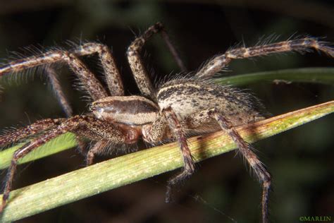 Funnel Weaver Spiders - North American Insects & Spiders