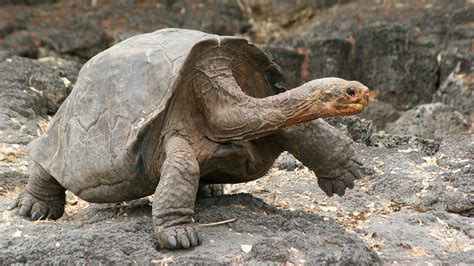 Can we 'bring back' long extinct Galápagos tortoises? - Genetic ...