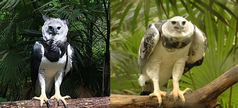 Harpy Eagle - Conservation Report - Conjour Interviews Peregrine Fund