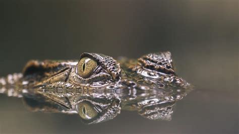 Komodo Dragon vs. Crocodile: Who Wins in a Fight? – Nature Noon