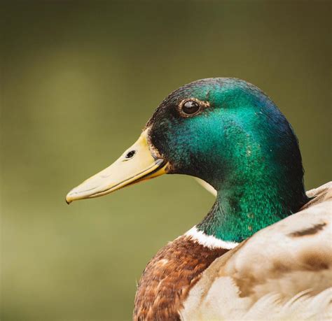 Green Duck Stock Photos, Images and Backgrounds for Free Download