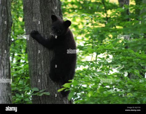 Black bear cub Stock Photo - Alamy