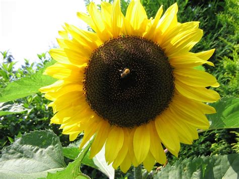 Bee on sunflower Free Photo Download | FreeImages