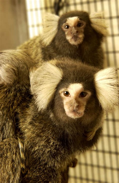 Common Marmoset Monkey