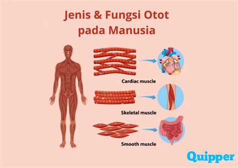 Jenis dan Fungsi Otot pada Manusia serta Cara Otot Bekerja - Quipper Blog