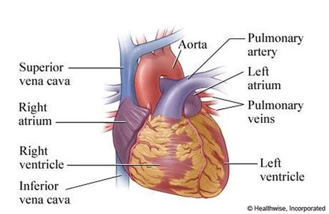 Pictures Of Atria Of The Heart