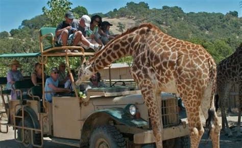 Safari West - Santa Rosa, CA - Kid friendly hotel reviews - Trekaroo