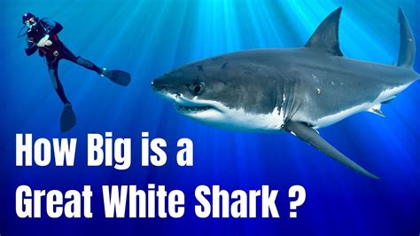 How big is a great white shark - How long is a great white shark ...