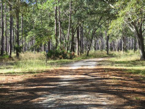 Osceola National Forest – The Electronic Nomad