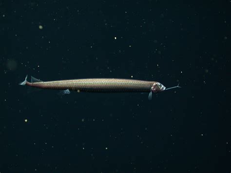 Dragonfish • MBARI