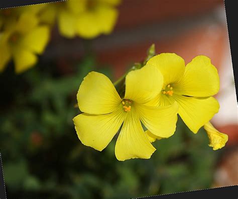 Light Colour Shade: Spring Colours. Yellow and Red. Yellow clover, Sweet Easter broom and ...