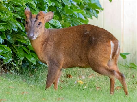 Muntjac Deer - The British Deer Society