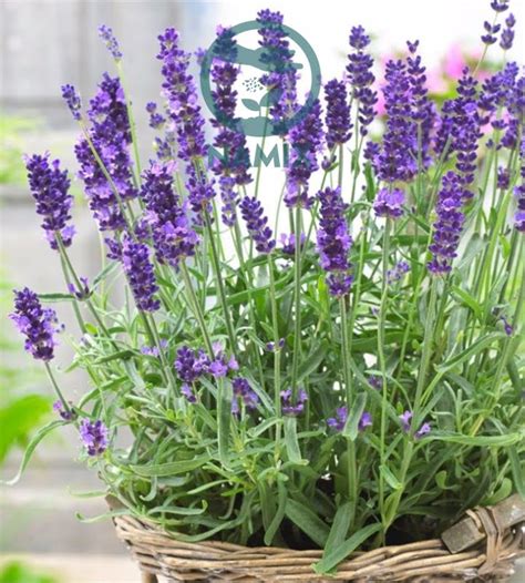 Hoa Oải Hương Lavender - Ý Nghĩa Và Cách Chăm Sóc