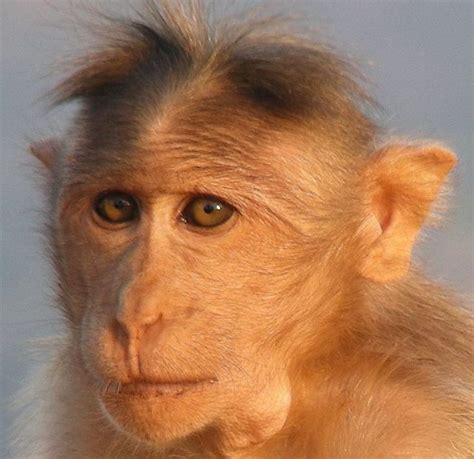 The most popular monkey haircuts for the summer (15 pics) - Izismile.com