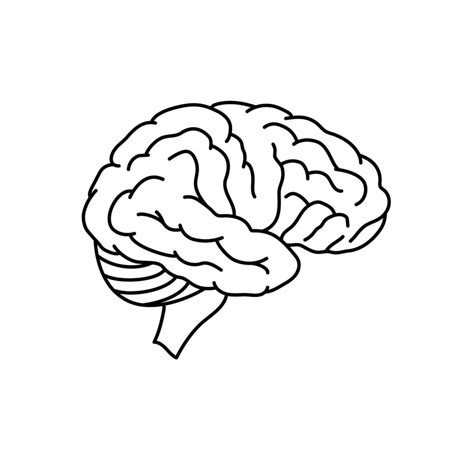 Human brain anatomy side view outlined vector illustration isolated on white background. 3496294 ...